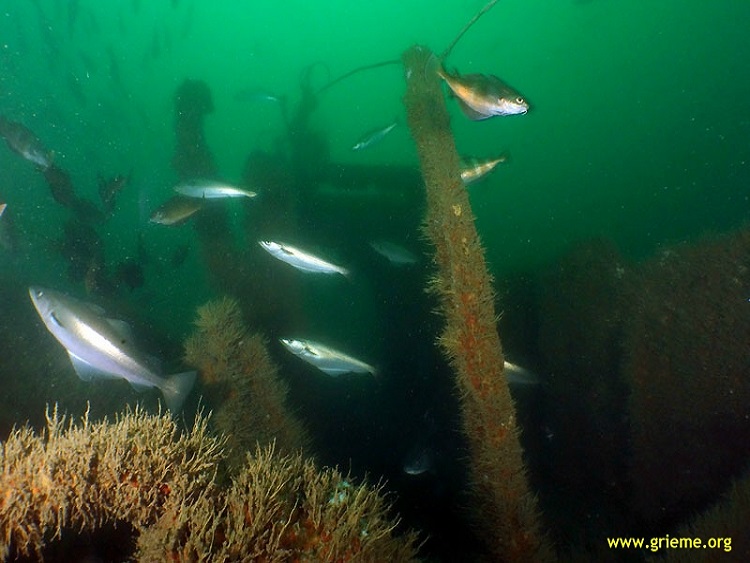 Hélice cassée du Pylades et sa poupe