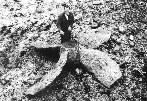 F. MATHIEU et l’hélice du COONAGH à Saint-Valery-en-Caux