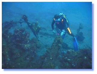 Lionel de Tropicasub sur le Dahlia