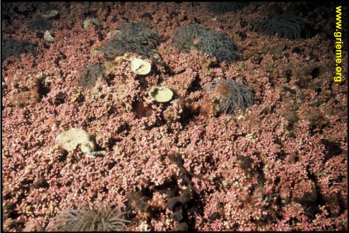 Algues maerle