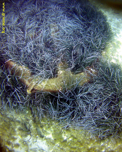 Ancre avant de La Puissante