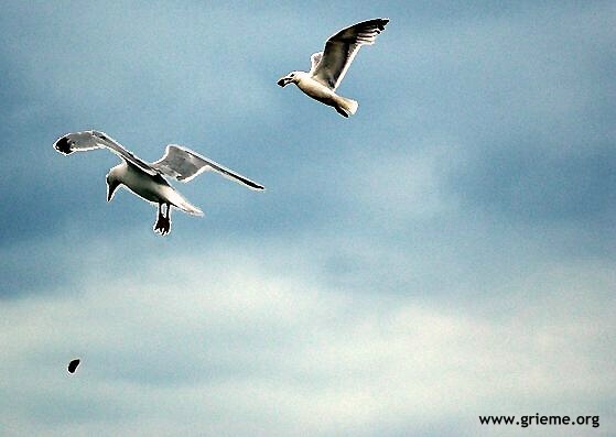 Mouette rieuse.. perdeuse.. et manque !