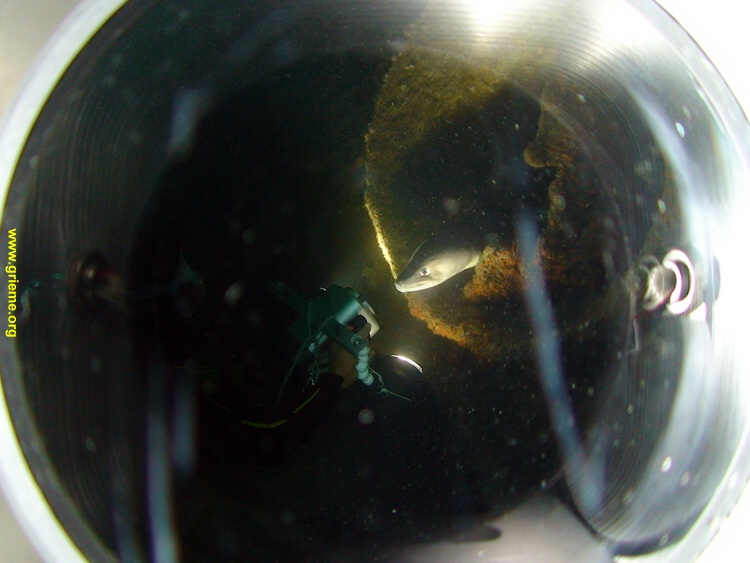 Rencontre avec un congre