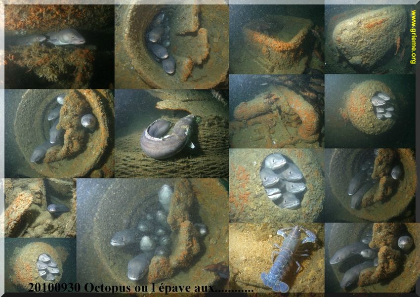 L’<strong><em>OCTOPUS</em></strong> – Crise du logement en Côte d’Albâtre (Seine-Maritime/76)