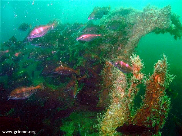 L’<strong><em>OIFJELD</em></strong>