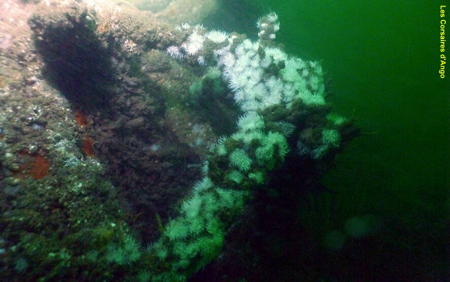 Flore sur le Prairial