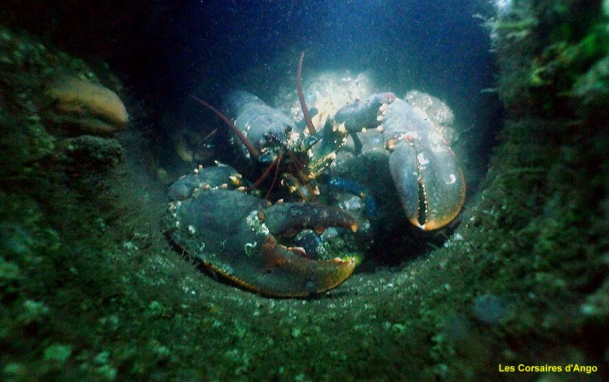Faune sur le Prairial