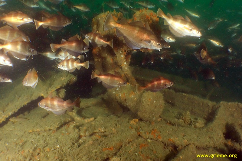 5 m de hauteur de coque, au sondeur cela se voit !