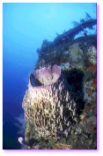 Nombreuses éponges sur le Roraima... courant dans les Caraibes