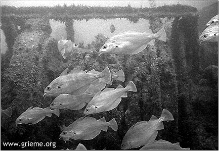 Chaîne d'ancre derrière les tacauds