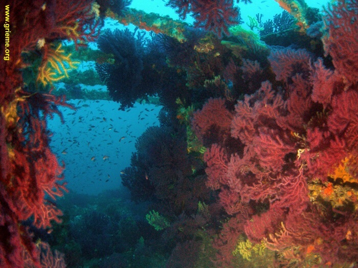 Gorgones sur les coursives du Sagona