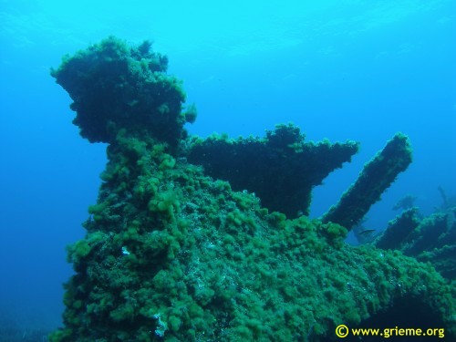 Partie du gouvernail du Tell