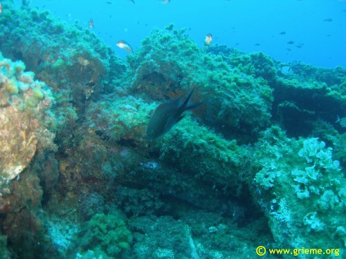 Sacs de platre, la cargaison du Tell